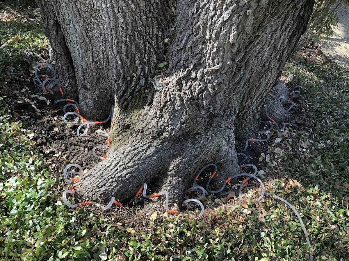 Detailed Tree Cabling and Bracing job site in Southlake