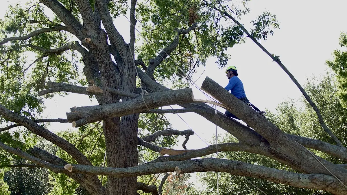 Professional Crown Thinning performed by certified arborists in Southlake