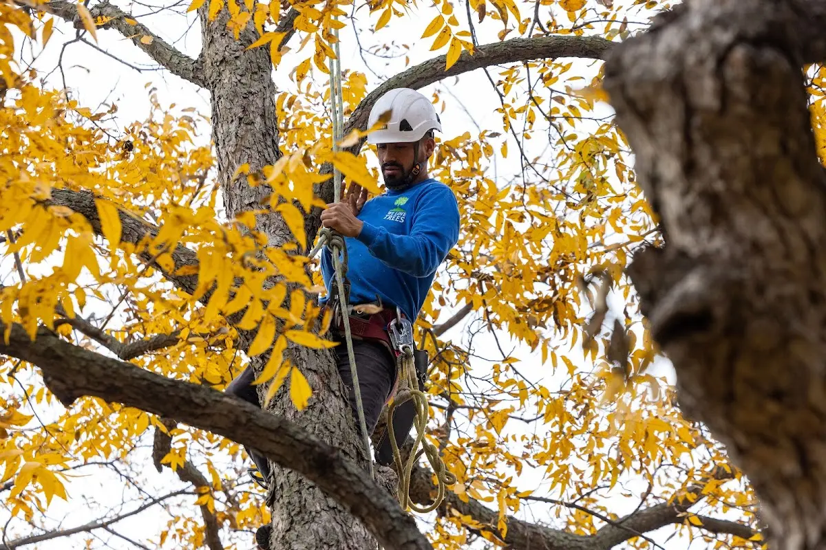 Skilled Storm Damage Cleanup crew working in Southlake
